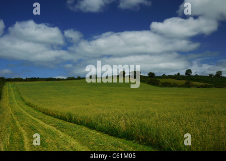 Landwirtschaft in Großbritannien Irland sammeln der Ernte Schneiden der Hafer auf einem Traktor Stockfoto