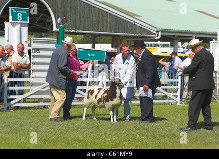 Farmer zeigt den preisgekrönten Jacob Sheep in der Great Yorkshire Show im Sommer Harrogate North Yorkshire England Großbritannien GB Großbritannien Stockfoto