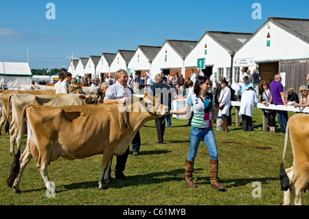 Jersey Milchkühe werden auf der Great Yorkshire Show im Sommer Harrogate North Yorkshire England Großbritannien GB Großbritannien gezeigt Stockfoto