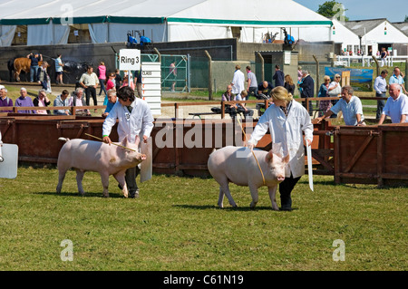 Farmer, die große weiße Schweine auf der Great Yorkshire Show im Sommer zeigen Harrogate North Yorkshire England Großbritannien GB Großbritannien Stockfoto