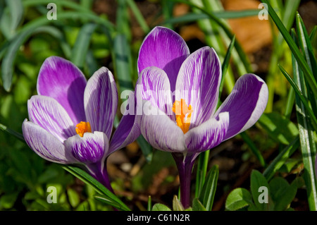 Nahaufnahme von violetten Krokusblüten, die im Garten blühen im Frühling England Großbritannien Großbritannien Großbritannien Großbritannien Großbritannien Stockfoto