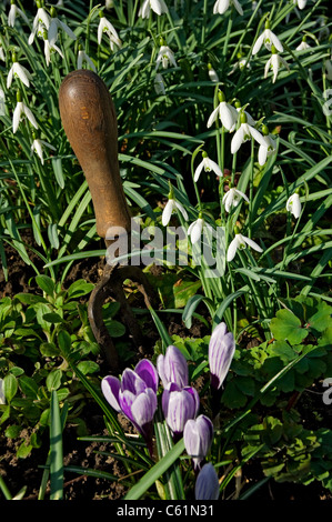 Nahaufnahme von Schneeglöckchen Schneetropfen Blumen blühen galanthus nivalis wachsen im Garten im Frühling England Vereinigtes Königreich GB Großbritannien Großbritannien Stockfoto