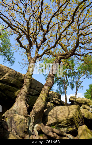 Shipley Glen in der Nähe von Baildon, West Yorkshire. Stockfoto