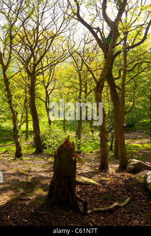 Shipley Glen in der Nähe von Baildon, West Yorkshire. Stockfoto