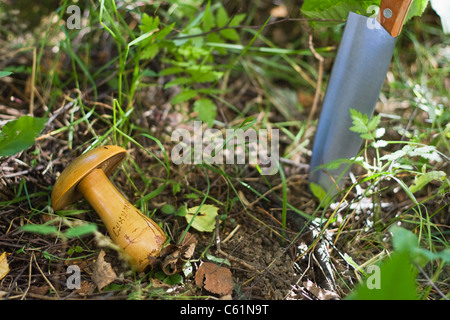 Wooden Stopfen Pilz mit der Aufschrift "Suchumi" - ein Souvenir aus der UdSSR. Stockfoto