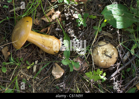 Wooden Stopfen Pilz mit der Aufschrift "Suchumi" - ein Souvenir aus der UdSSR. Stockfoto