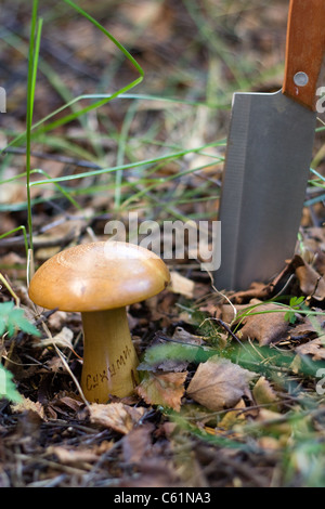 Wooden Stopfen Pilz mit der Aufschrift "Suchumi" - ein Souvenir aus der UdSSR. Stockfoto