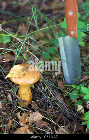 Wooden Stopfen Pilz mit der Aufschrift "Suchumi" - ein Souvenir aus der UdSSR. Stockfoto