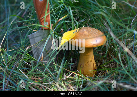 Wooden Stopfen Pilz mit der Aufschrift "Suchumi" - ein Souvenir aus der UdSSR. Stockfoto