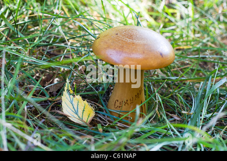 Wooden Stopfen Pilz mit der Aufschrift "Suchumi" - ein Souvenir aus der UdSSR. Stockfoto