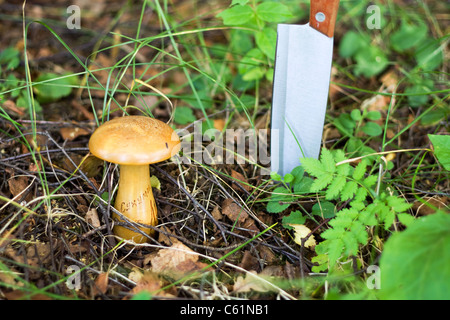 Wooden Stopfen Pilz mit der Aufschrift "Suchumi" - ein Souvenir aus der UdSSR. Stockfoto