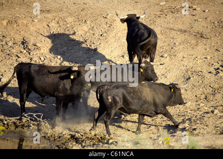 Schwarze Stiere, Extremadura, Spanien, Spanisch, Iberia, Europa, europäisch, Tier, Tiere, Tiere, Natur, Stier, Rind, Jack, Cox, Stockfoto