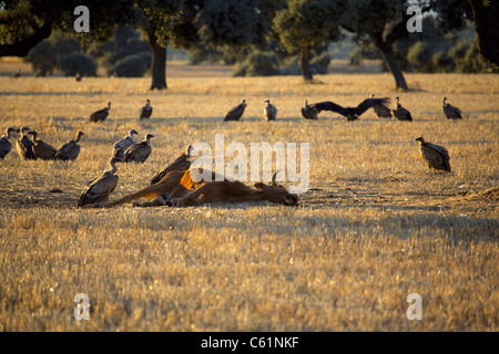 Gänsegeier (abgeschottet Fulvus) warten auf den Augenblick des Todes, eine tote Kuh auf der Wiese, Extremadura, Spanien, Spanisch zu konsumieren, Stockfoto