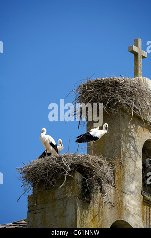 Europäische Weißstörche (Ciconia Ciconia) nisten auf der Dorfkirche Schaufeln, Castilla y Leon, Spanien, Europa, Tiere, Vogel, Stockfoto