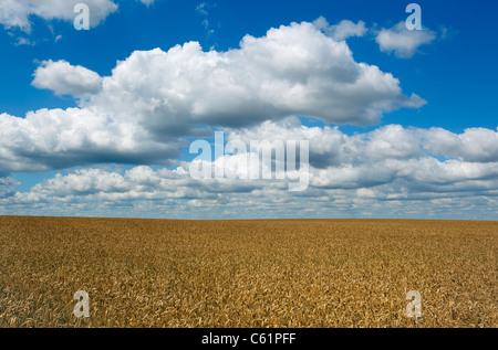 Reifen Weizen Feld Baldock Hertfordshire August Stockfoto