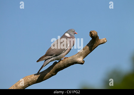 Ringeltaube Columba Palumbus Gurren aus Barsch an einem Sommermorgen Stockfoto