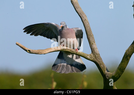 Ringeltaube Columba Palumbus Landung mit rechten Flügel erweitert Stockfoto