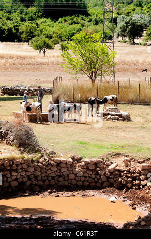 Süd Türkei Bauernhof Bauer türkische Kuh Kühe ziehen gut Wasser zwischen Kas und Antalya Stockfoto