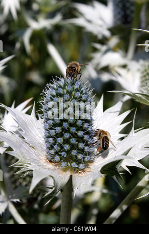 BIENEN ARBEITEN AM ERYNGIUM GIGANTEUM. MISS WILLMOTTS GHOST. ERYNGO. SEA HOLLY. Stockfoto