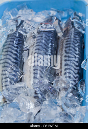 Frischer Fisch zum Verkauf auf Eis in einem blauen container Stockfoto