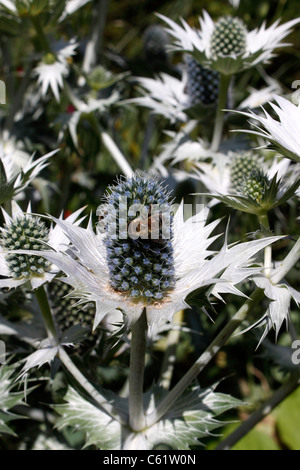 BIENEN ARBEITEN AM ERYNGIUM GIGANTEUM. MISS WILLMOTTS GHOST. ERYNGO. SEA HOLLY. Stockfoto