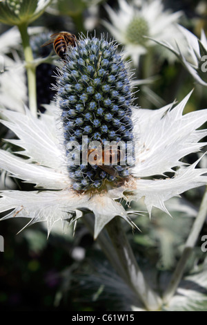 BIENEN ARBEITEN AM ERYNGIUM GIGANTEUM. MISS WILLMOTTS GHOST. ERYNGO. SEA HOLLY. Stockfoto