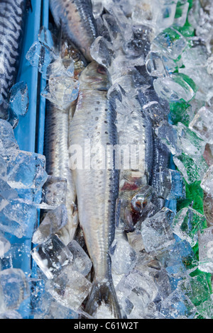 Ganze Sardinen auf Eis in einem öffentlichen Markt Stockfoto