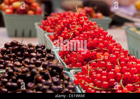 Frische rote und schwarze Johannisbeeren zum Verkauf auf Markt ordentlich angezeigt in Kisten Stockfoto