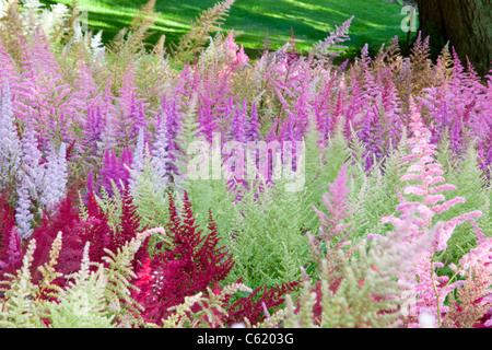 Die nationale Sammlung von Astilbes in Holehird Gärten in Windermere, Großbritannien. Stockfoto