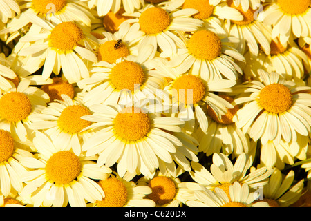 Gelbe Aster Blumen in Holehird Gärten, Windermere, Cumbria, UK, von der Sorte, Asteraceae Anthemis Tinctoria, A.C.Buxton. Stockfoto