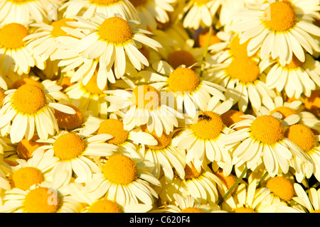 Gelbe Aster Blumen in Holehird Gärten, Windermere, Cumbria, UK, von der Sorte, Asteraceae Anthemis Tinctoria, A.C.Buxton. Stockfoto