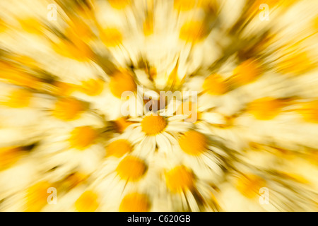 Gelbe Aster Blumen in Holehird Gärten, Windermere, Cumbria, UK, von der Sorte, Asteraceae Anthemis Tinctoria, A.C.Buxton. Stockfoto