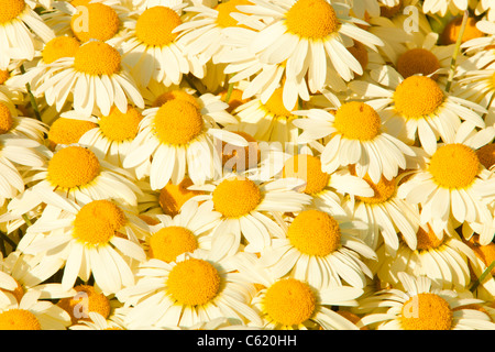 Gelbe Aster Blumen in Holehird Gärten, Windermere, Cumbria, UK, von der Sorte, Asteraceae Anthemis Tinctoria, A.C.Buxton. Stockfoto