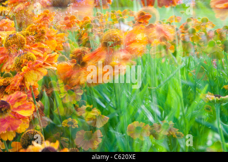 Aster Blumen in Holehird Gärten in Windermere, Cumbria, UK. Stockfoto