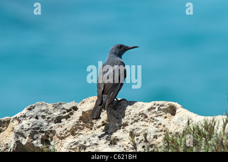 Blauen Rock Soor (Monticola Solitarius) Stockfoto
