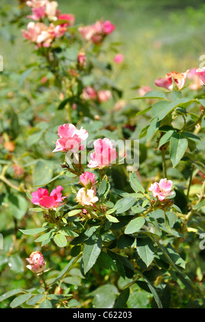 Knock Out Strauch Rose Rosa Radrazz Stockfoto