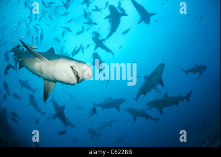 Bullenhaie, Carcharhinus Leucas, zu sammeln, während ein Hai-Tauchgang am Shark Reef Marine Reserve Offshore-Pacific Harbor, Fidschi Stockfoto