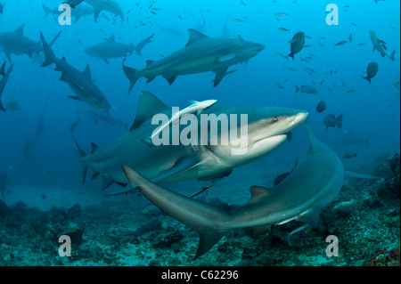 Bullenhaie, Carcharhinus Leucas, zu sammeln, während ein Hai-Tauchgang am Shark Reef Marine Reserve Offshore-Pacific Harbor, Fidschi Stockfoto