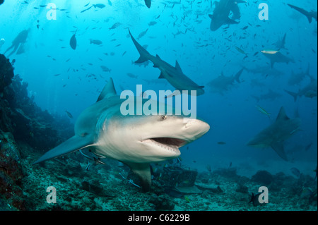 Bullenhaie, Carcharhinus Leucas, zu sammeln, während ein Hai-Tauchgang am Shark Reef Marine Reserve Offshore-Pacific Harbor, Fidschi Stockfoto