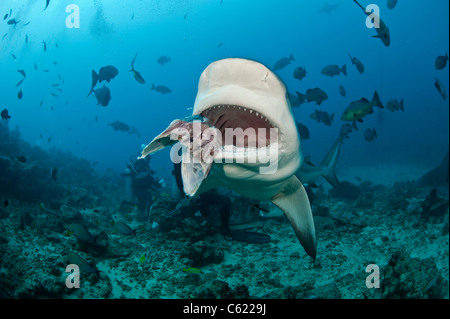 Bullenhaie, Carcharhinus Leucas, zu sammeln, während ein Hai-Tauchgang am Shark Reef Marine Reserve Offshore-Pacific Harbor, Fidschi Stockfoto