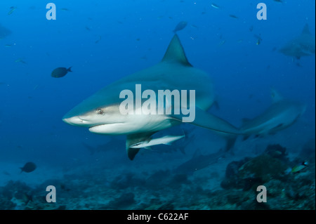 Bullenhaie, Carcharhinus Leucas, zu sammeln, während ein Hai-Tauchgang am Shark Reef Marine Reserve Offshore-Pacific Harbor, Fidschi Stockfoto