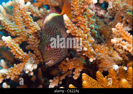 Forsters oder sommersprossigen Hawkfish, Paracirrhites Forsteri, ruht unter Zweigen von Hirschhorn Korallen in Beqa Lagoon, Fidschi Stockfoto