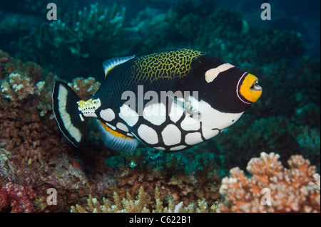 Ein Clown Drückerfisch, Balistoides Conspicillum, schwimmt über ein Korallenriff in Beqa Lagoon, Pacific Harbour, Viti Levu, Fidschi. Stockfoto