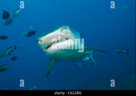 Ein Tigerhai Galeocerdo Cuvier, schwimmt Offshore-Pacific Harbour, Viti Levu, Fidschi Stockfoto