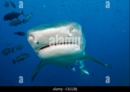 Ein Tigerhai Galeocerdo Cuvier, schwimmt Offshore-Pacific Harbour, Viti Levu, Fidschi Stockfoto