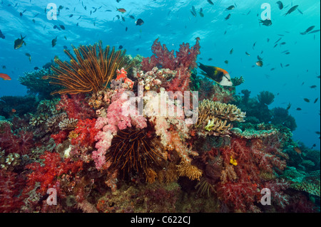 Korallenriff Beqa Lagoon, Pacific Harbour, Viti Levu, Fidschi mit Weichkorallen aus der Familie der Dendronephthya geschmückt. Stockfoto