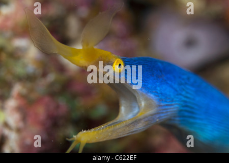 Ein blaues Band Aal, Rhinomuraena Quaesita, späht aus seiner Höhle in Beqa Lagoon, Pacific Harbor, Fidschi. Stockfoto