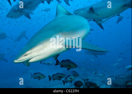 Bullenhaie, Carcharhinus Leucas, zu sammeln, während ein Hai-Tauchgang am Shark Reef Marine Reserve Offshore-Pacific Harbor, Fidschi Stockfoto