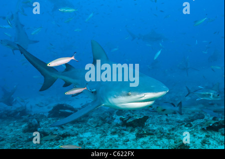 Bullenhaie, Carcharhinus Leucas, zu sammeln, während ein Hai-Tauchgang am Shark Reef Marine Reserve Offshore-Pacific Harbor, Fidschi Stockfoto