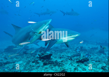 Bullenhaie, Carcharhinus Leucas, zu sammeln, während ein Hai-Tauchgang am Shark Reef Marine Reserve Offshore-Pacific Harbor, Fidschi Stockfoto